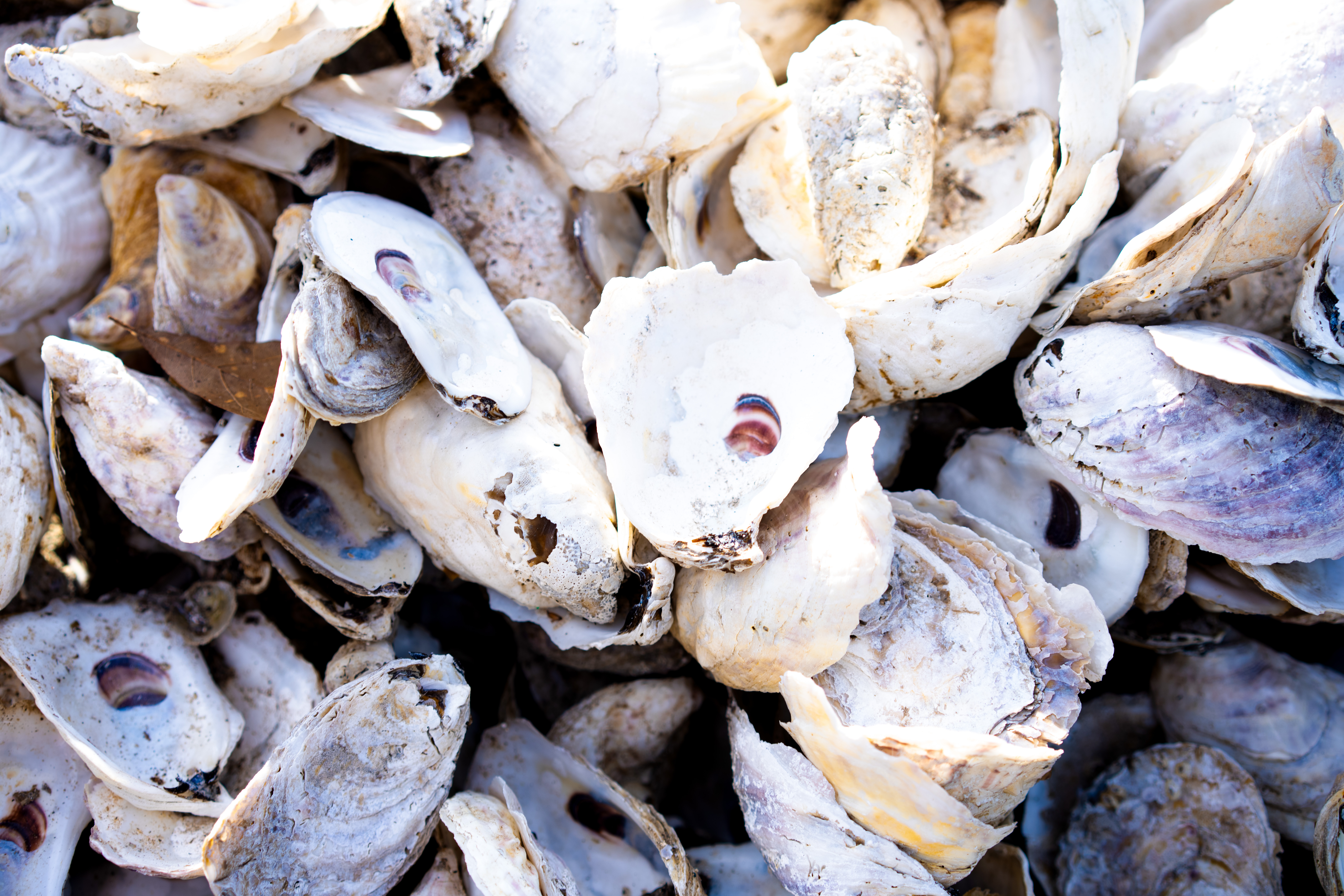 oyster shells